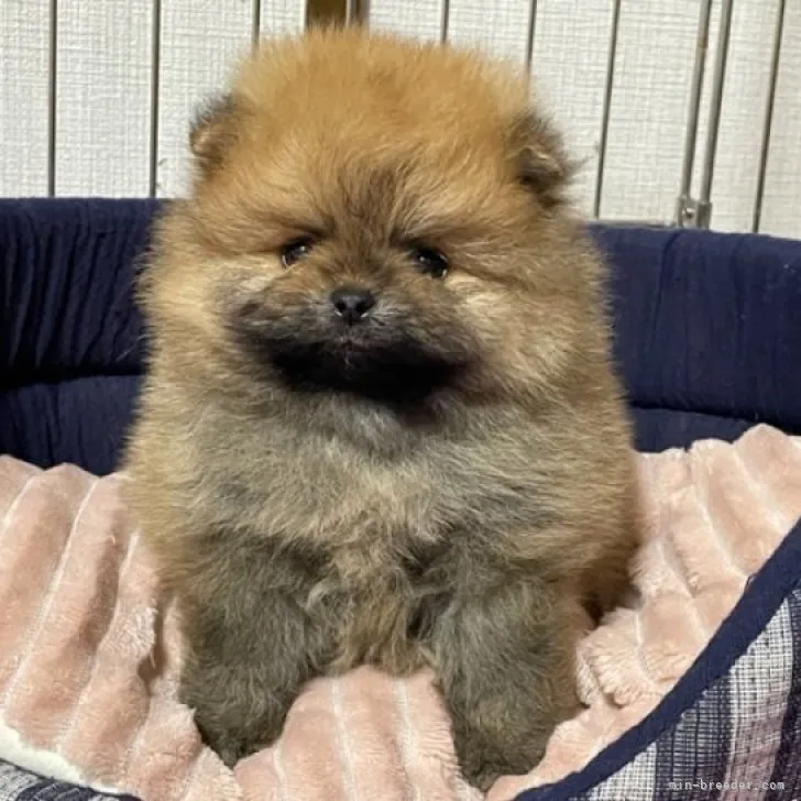 しま 様のお迎えした子犬