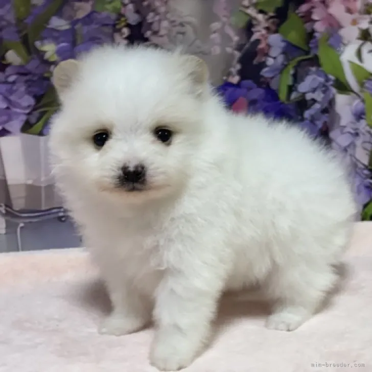 ID：2312-01042の子犬