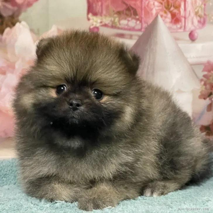 ID:2307-06335の子犬