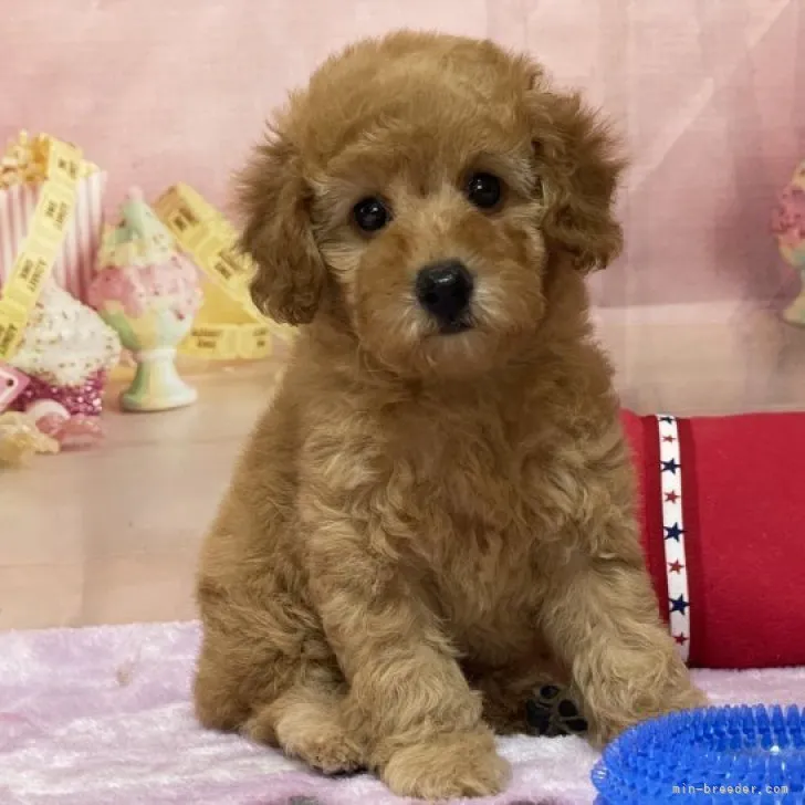 ひこさん 様のお迎えした子犬