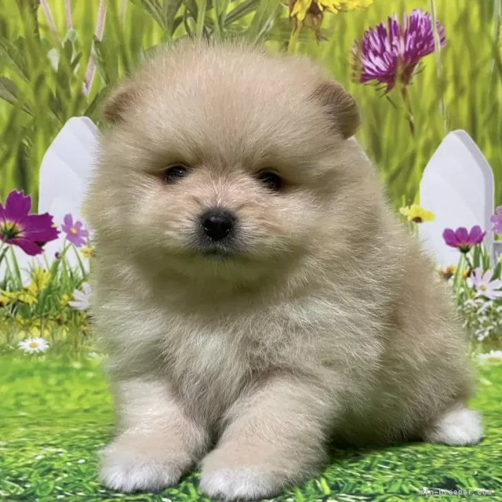 ID:2406-02194の子犬
