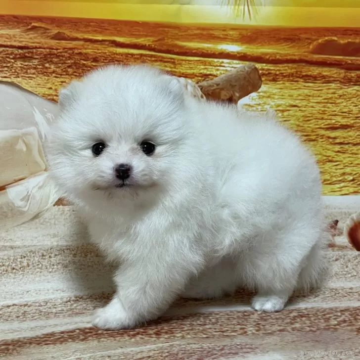 ID:2405-04237の子犬