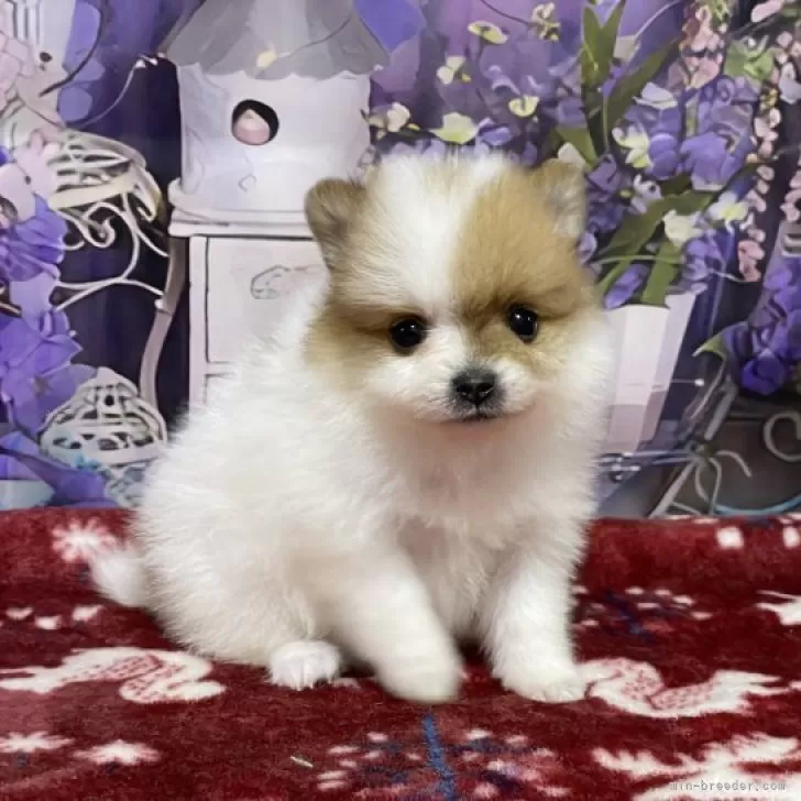 ID:2312-01844の子犬