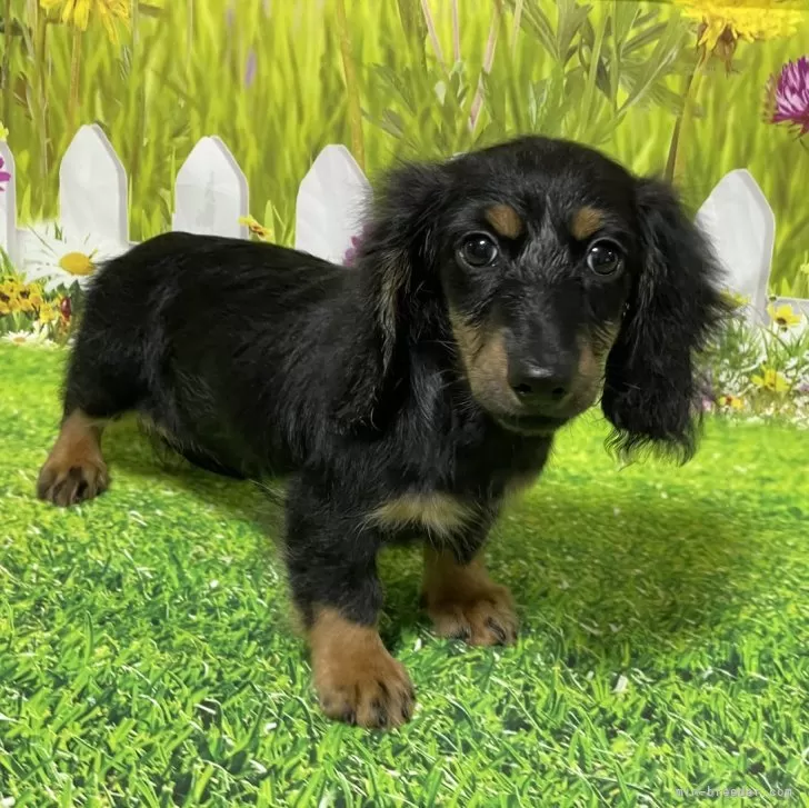 ID：2408-05588の子犬