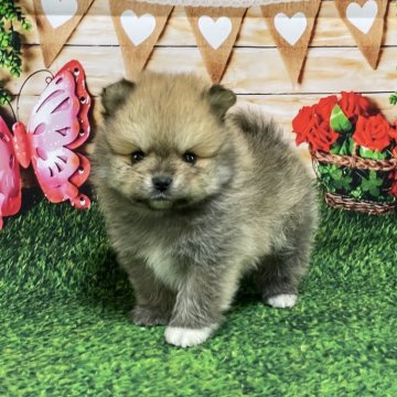 ポメラニアン【埼玉県・男の子・2024年2月13日・オレンジ】の写真「★優しいお顔の可愛い子★」