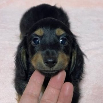 ミニチュアダックスフンド(ロング)【埼玉県・男の子・2023年6月24日・ブラック&タン】の写真「★両親PRAクリア！パパはカニ！可愛い男の子★」