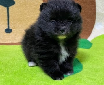 ポメラニアン【埼玉県・男の子・2021年10月5日・ブラック】の写真「★子熊くん！ツキノワグマみたいな可愛い子★」