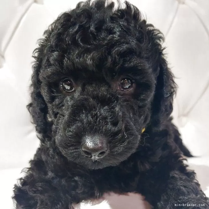 ID：2504-03581の子犬
