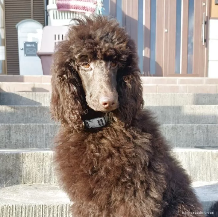 Y 様のお迎えした子犬
