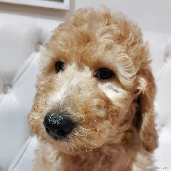 ID:2505-05859の子犬