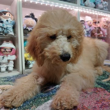 スタンダードプードル【栃木県・男の子・2025年7月26日・オレンジフォーン(アプリ)】の写真「小さな男の子」