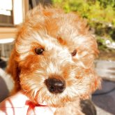 スタンダードプードル