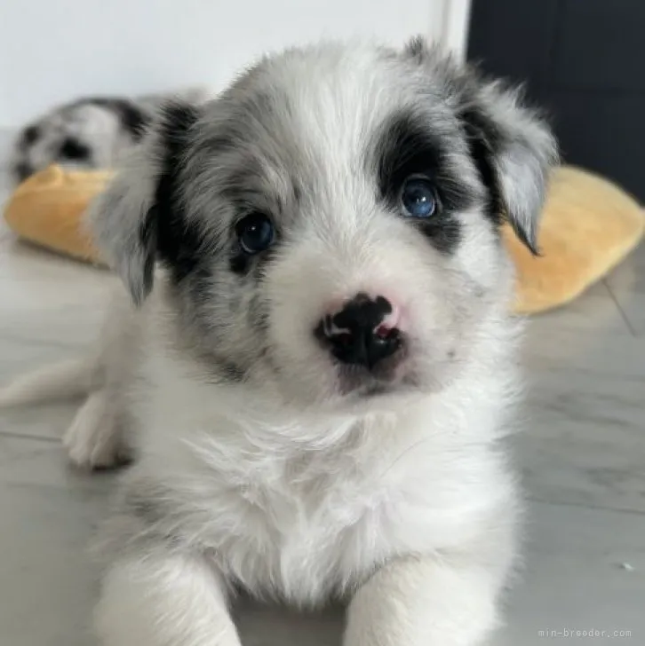 ID:2308-03697の子犬