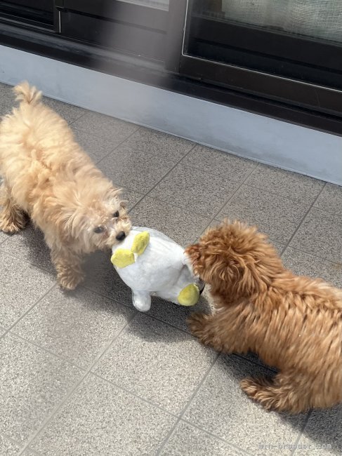 親犬4匹でじゃれあいながらいつも楽しく遊んでます｜寺田　純子(てらだ　じゅんこ)ブリーダー(大阪府・トイプードル・JKC登録)の紹介写真1