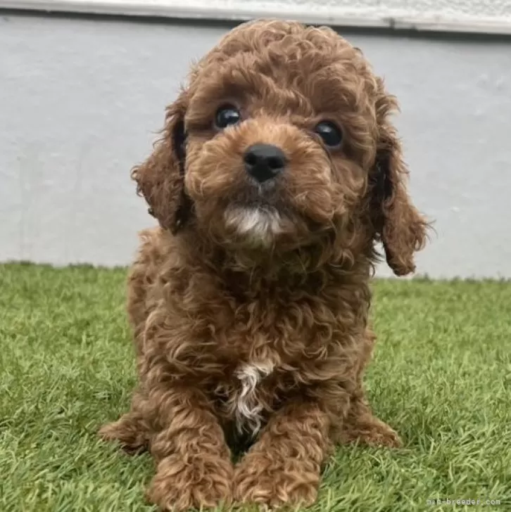 ID：2505-01284の子犬