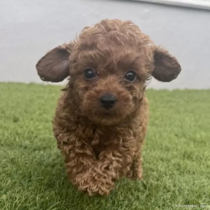 ID:2505-01271の子犬