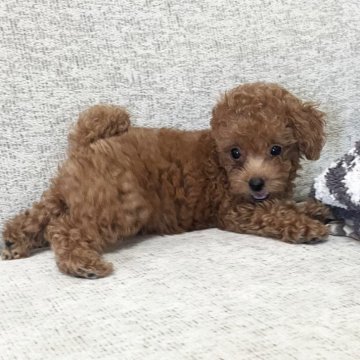 トイプードル(トイ)【大阪府・女の子・2024年8月4日・レッド】の写真「小さいけどとても元気で人懐こい子です」