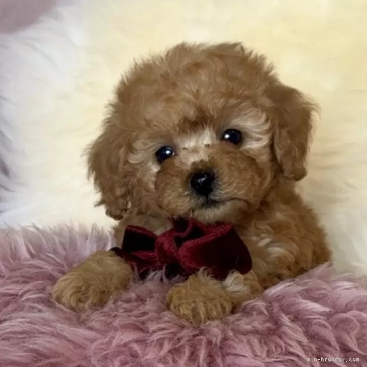 トイプードル(トイ)【長野県・男の子・2025年10月21日・アプリコット】の写真1