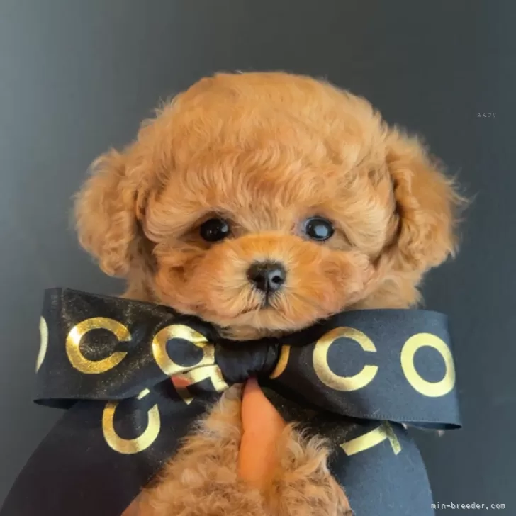 ID:2504-06195の子犬