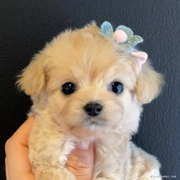 ID：2502-01750の子犬