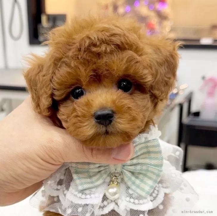 ID：2412-05779の子犬