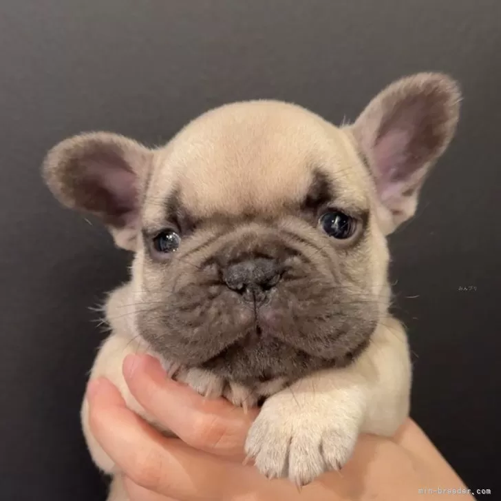 ID:2412-01792の子犬