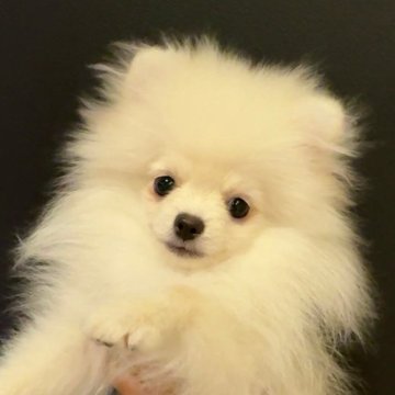 ポメラニアン【長野県・男の子・2025年7月25日・クリーム】の写真「天使君💕」