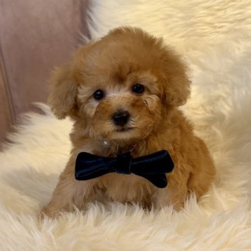 トイプードル(トイ)【長野県・男の子・2025年10月21日・アプリコット】の写真「癒し系男子💕」