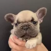 フレンチブルドッグ【長野県・女の子・2024年10月7日・ライラックフォーン】の写真1