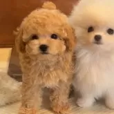 タイニープードル【長野県・女の子・2025年8月12日・アプリコット】の写真4