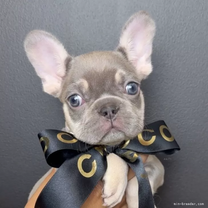ID:2410-06540の子犬
