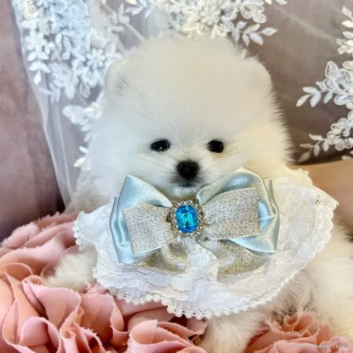 ましゅまろ 様のお迎えした子犬