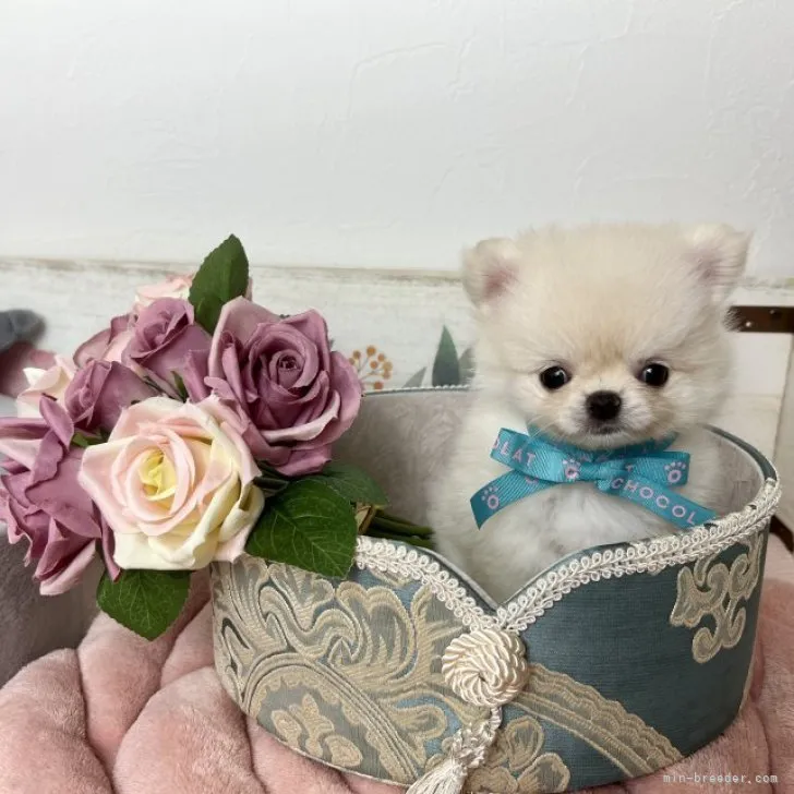 ID：2308-02277の子犬