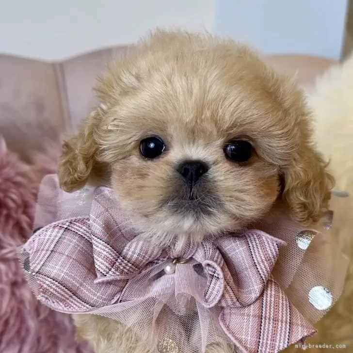 茶々丸ママ 様のお迎えした子犬