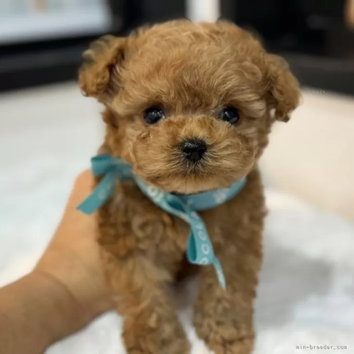ID：2312-03172の子犬
