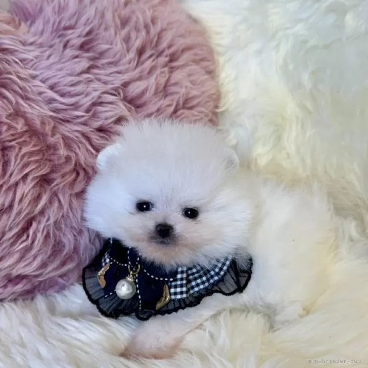ID:2312-02217の子犬