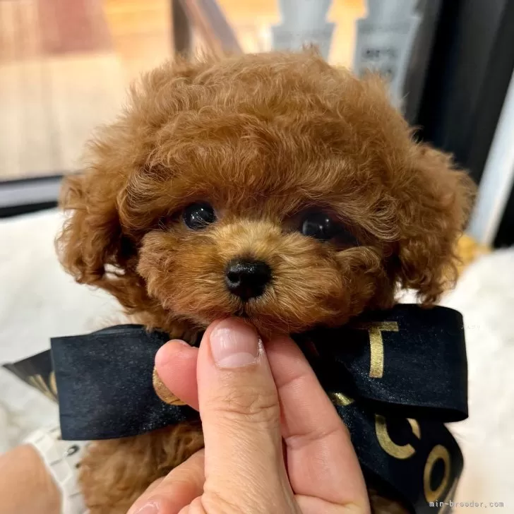 K.T 様のお迎えした子犬