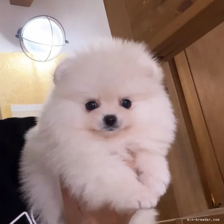 ID:2405-02532の子犬