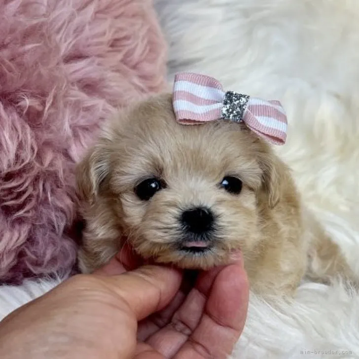 ID：2311-02343の子犬