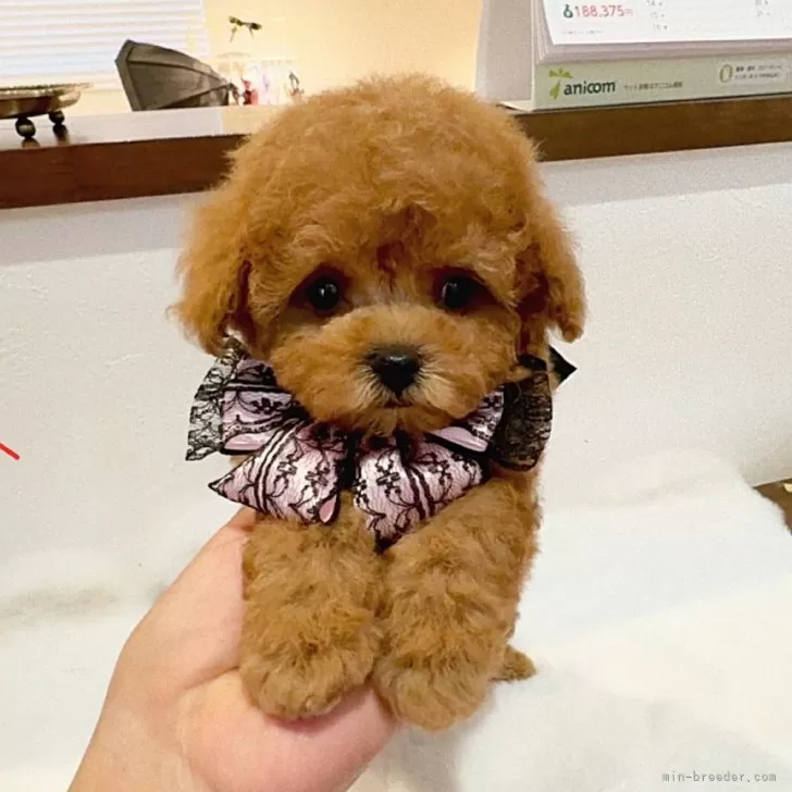 ID：2408-01107の子犬