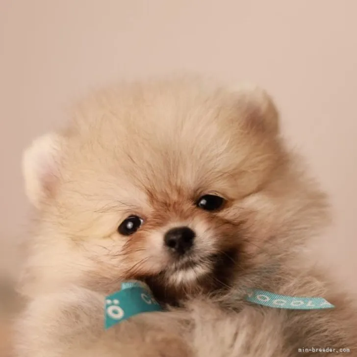 ID:2303-00578の子犬