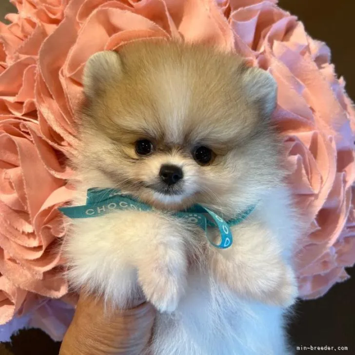しもちゃん 様のお迎えした子犬