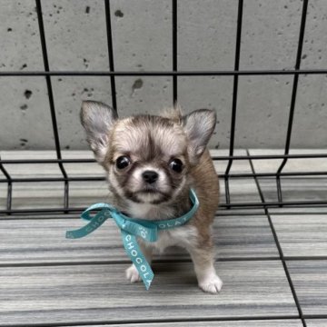 チワワ(ロング)【長野県・女の子・2023年3月21日・フォーン&ホワイト】の写真「動くぬいぐるみ🧸ルルちゃん♡」