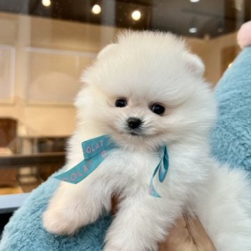 ポメラニアン【長野県・女の子・2023年4月4日・ホワイト】の写真「小さな純白のお姫様❤️」