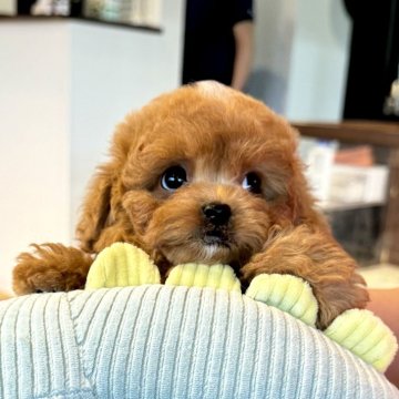 ペキプー(トイプードル×ペキニーズ)【長野県・男の子・2023年12月11日・レッド】の写真「元気いっぱいモッフモフ🩷」