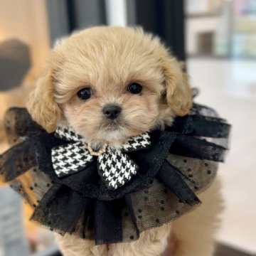 ペキプー(トイプードル×ペキニーズ)【長野県・男の子・2024年4月15日・クリーム】の写真「ムチムチのワガママボディ💕」
