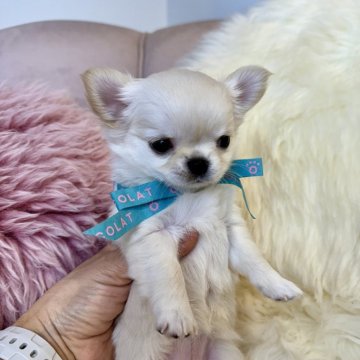 チワワ(ロング)【長野県・女の子・2024年1月3日・クリーム】の写真「私好みの顔🩷」