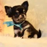 チワワ(ロング)【長野県・女の子・2022年9月6日・ブラックタン】の写真1