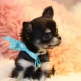 チワワ(ロング)【長野県・女の子・2022年9月6日・ブラックタン】の写真2