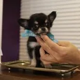 チワワ(ロング)【長野県・女の子・2022年9月6日・ブラックタン】の写真3